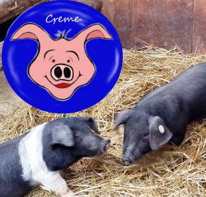 Schweinea – Islamisten-Grabscher-Repellent